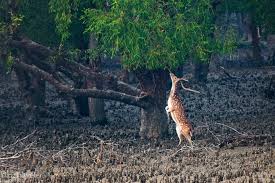 Exploring Sundarbans